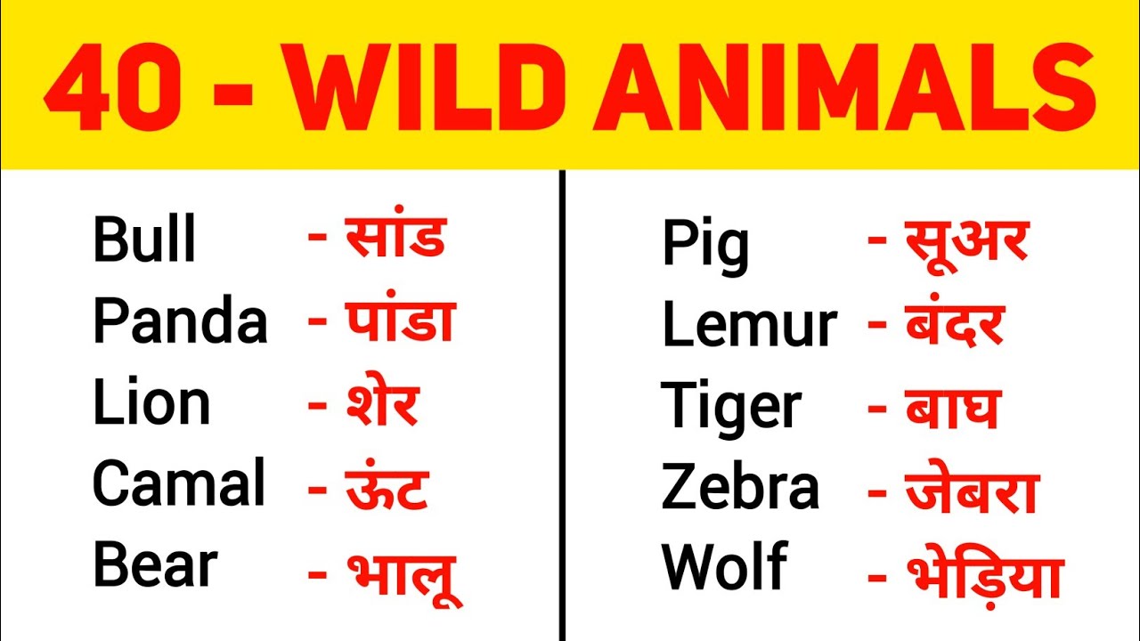 40 Wild Animals Name | Learn Animals Name in English | Animals Vocabulary in English