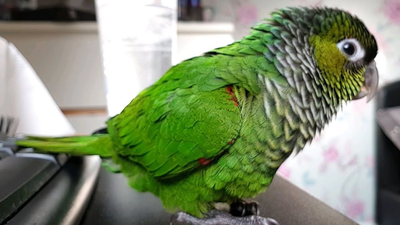 Meet My Bird! (Bruno the Black Capped Conure)