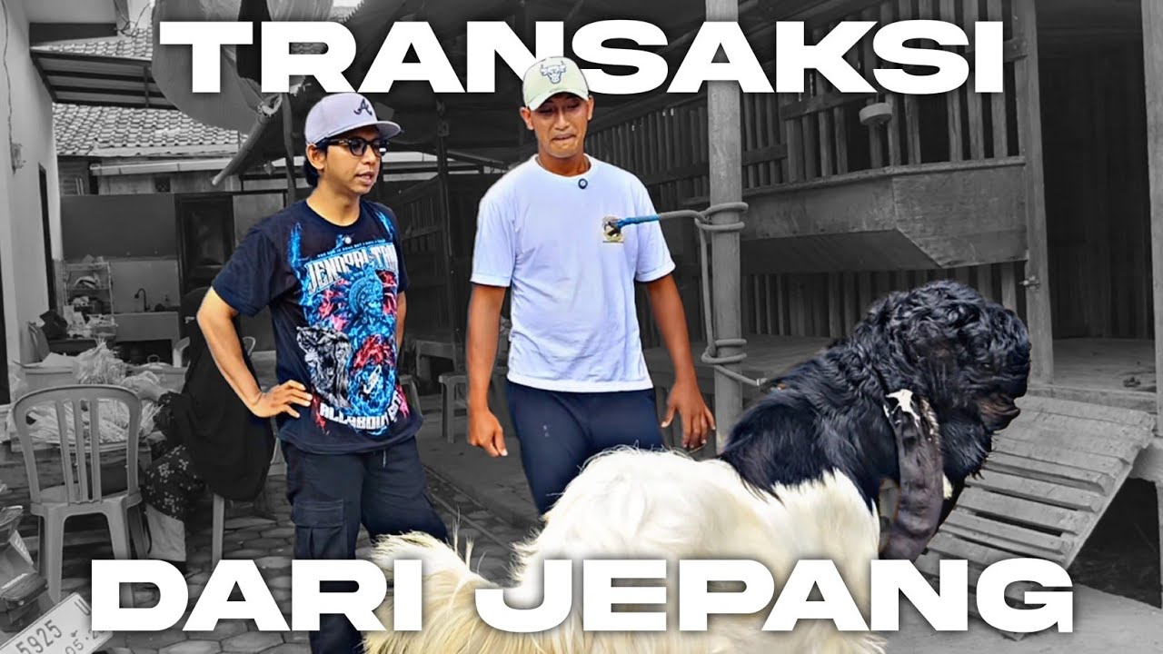 DARI DI USIR HINGGA PRODUK LARIS DI SANTOS FARM BANYUWANGI