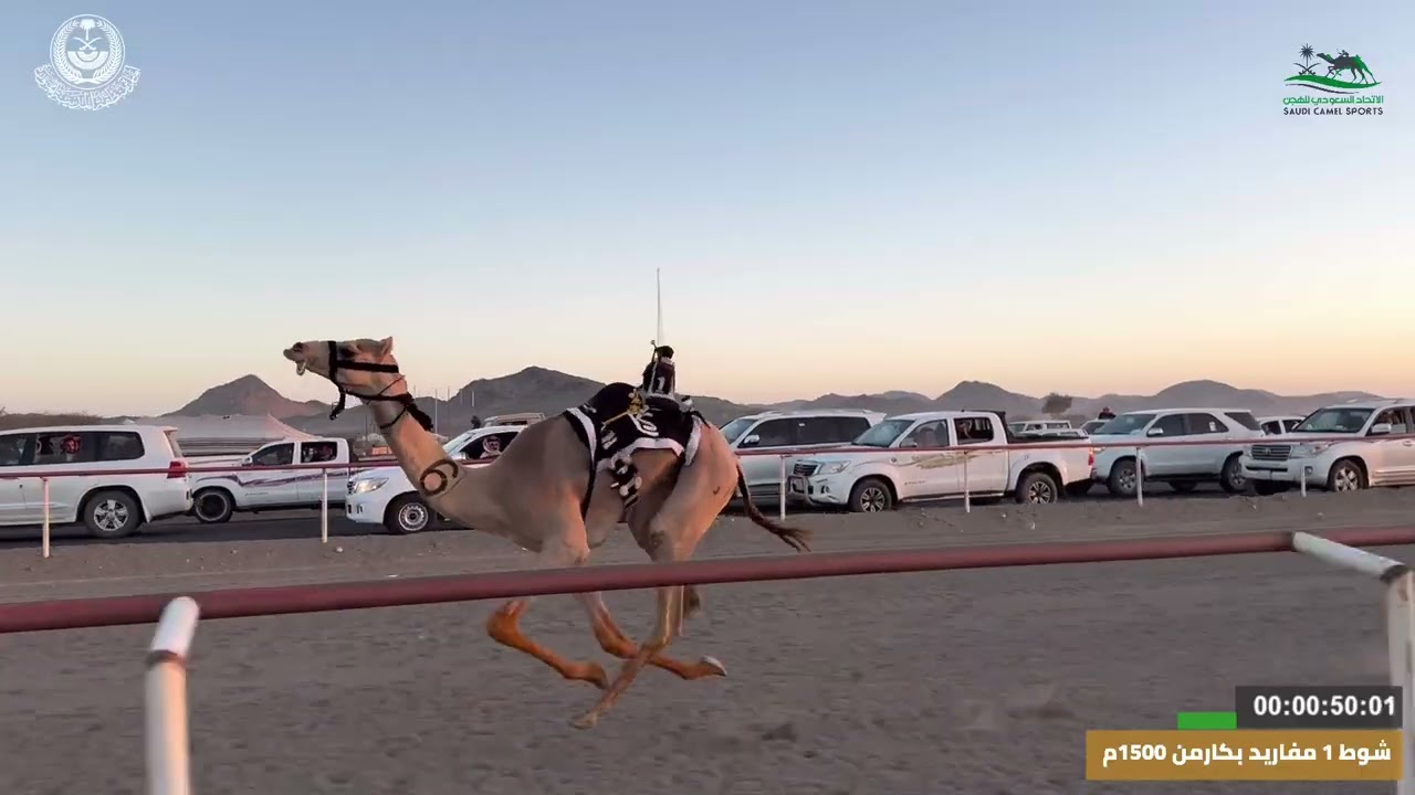 مهرجان ميدان اليتمه لسباق الهجن الاول  الشوط 1 مفاريد بكار  من 1500م بيان لـ حسن صالح الحربي 