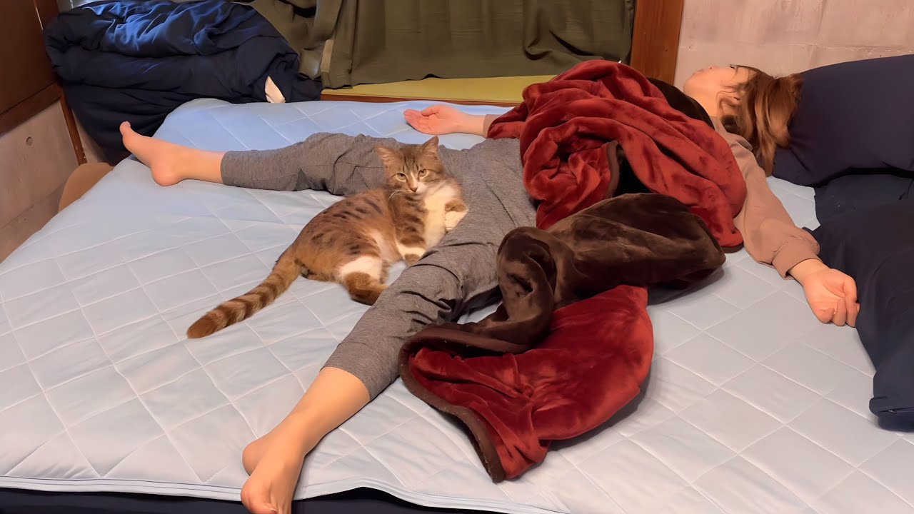 ママと猫の寝相が悪すぎて笑った件・・