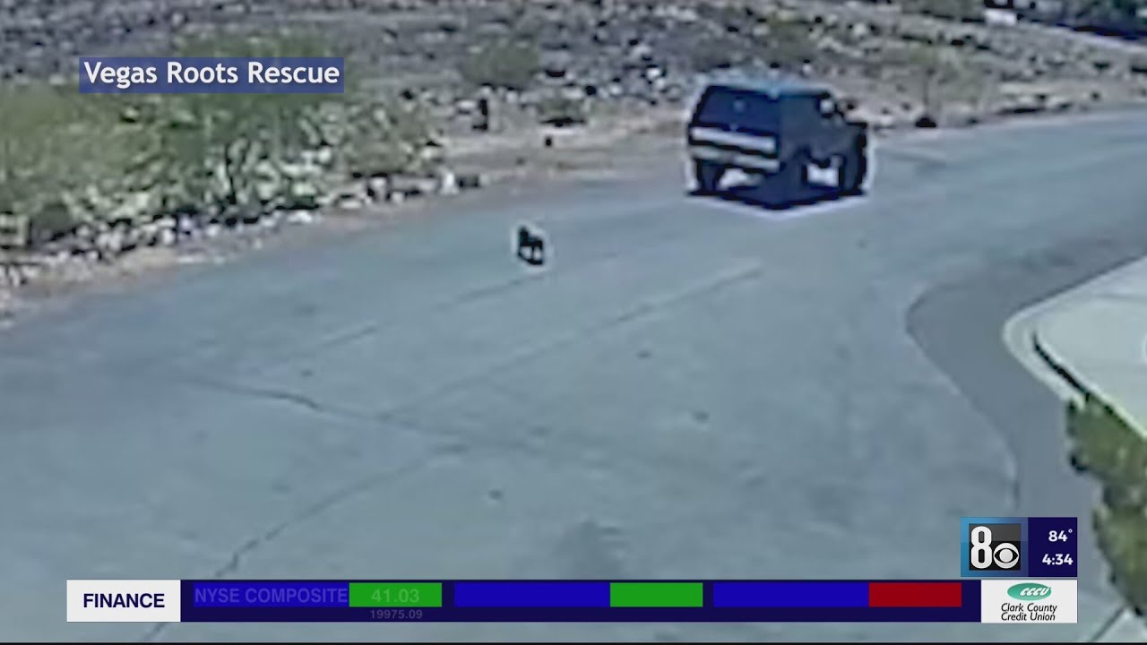 Dog dies after he was abandoned in south Las Vegas valley, rescue says