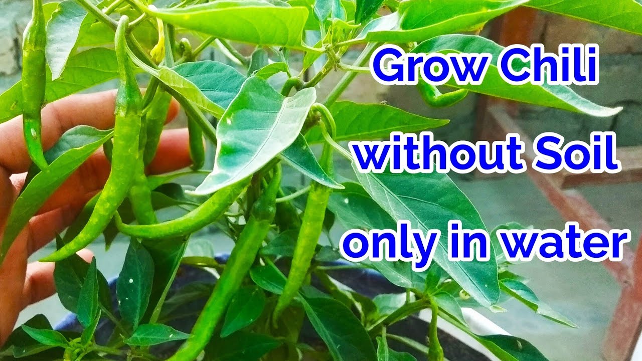 Easy To Grow Chili in Water At Home, How to grow Chili at home in Hydroponic System/chili