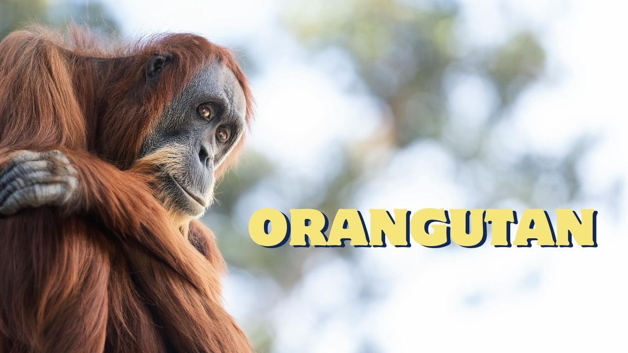 Orangutan Sounds: What Does an Orangutan Call Really Sound Like?