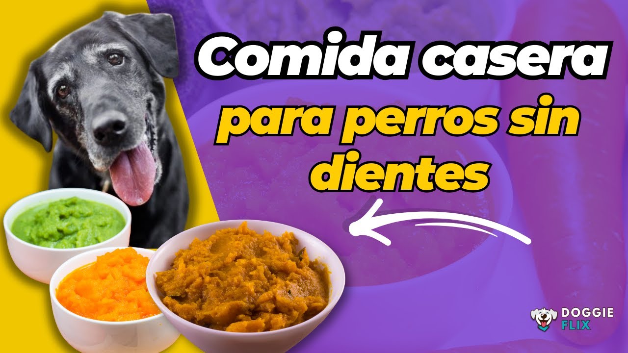 C&oacute;mo Preparar Comida Casera para Perros Sin Dientes