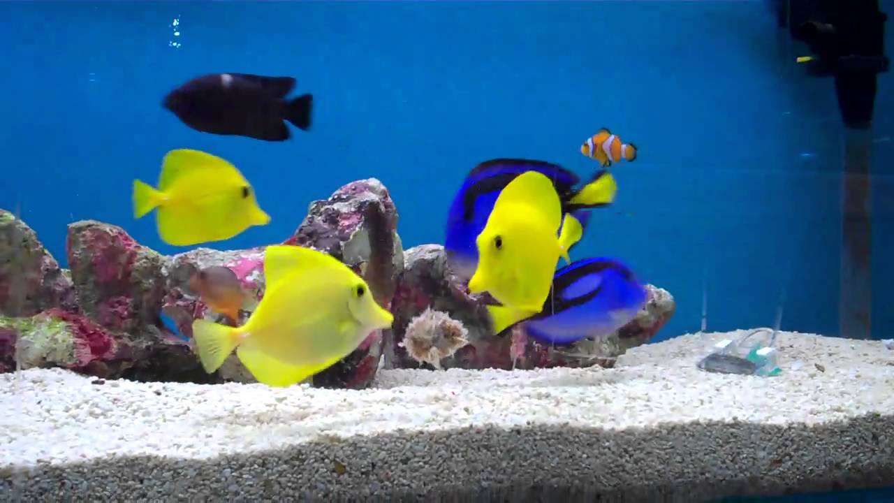 Marine Fish Feeding in Reef Aquarium YELLOW TANG & REGAL TANG #marinefish