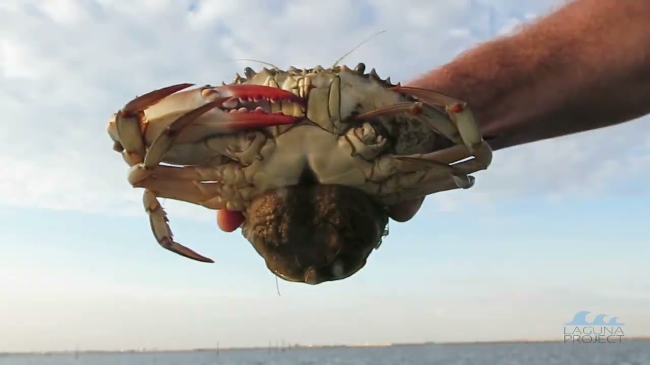 Monitoraggio del granchio blu nell'area di Chioggia - risultati e prospettive
