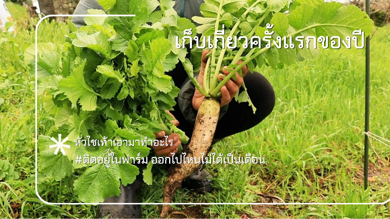 หัวไชเท้า ทำเมนูอะไรดี?