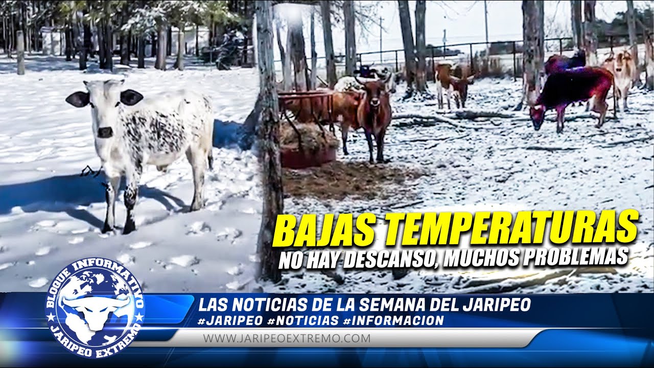 TEMPERATURAS BAJO CERO, PARA ESTOS TOROS