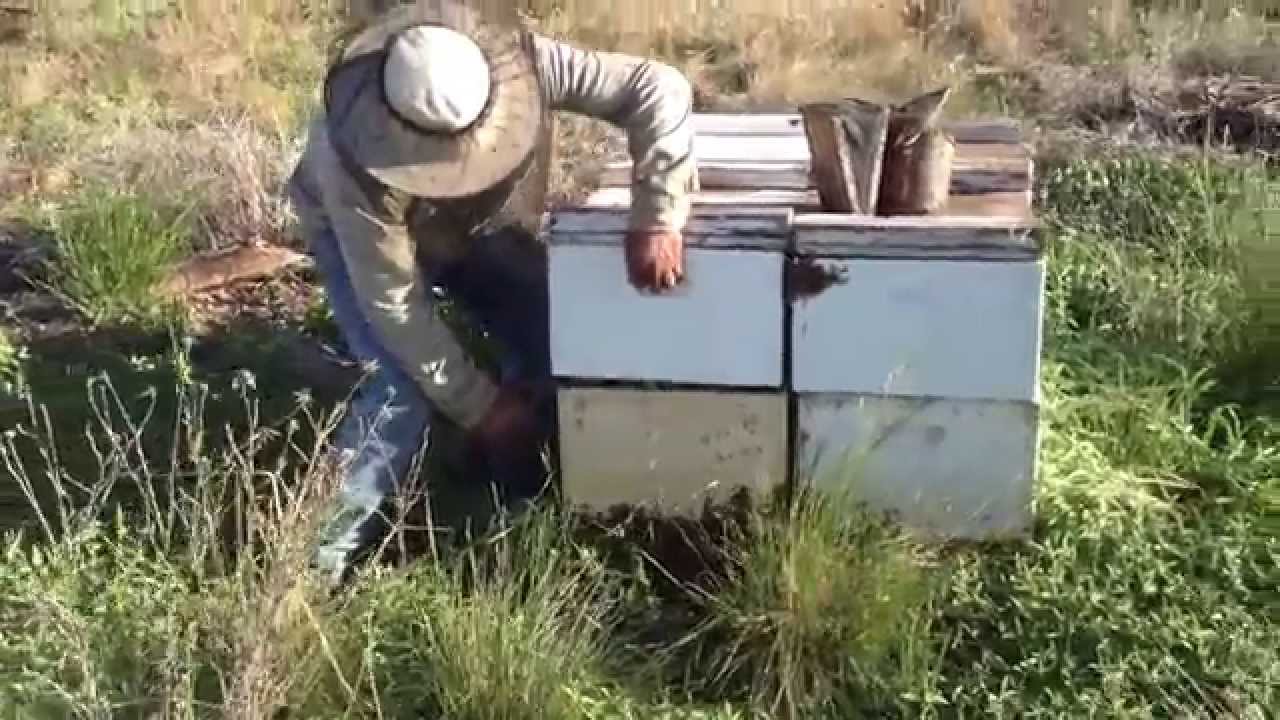 Como agregar una cajon y tener una colmena con doble camara de cria