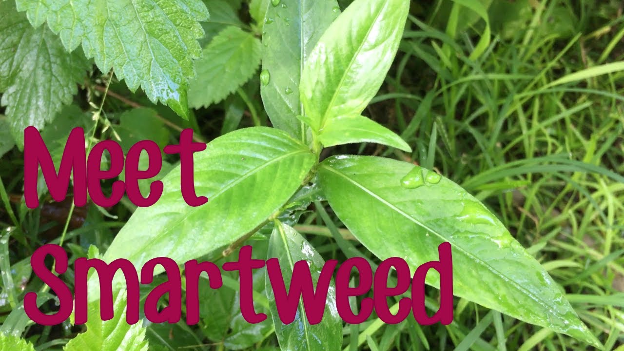 Meet Smartweed (and how to tell the difference between it and Commelina)