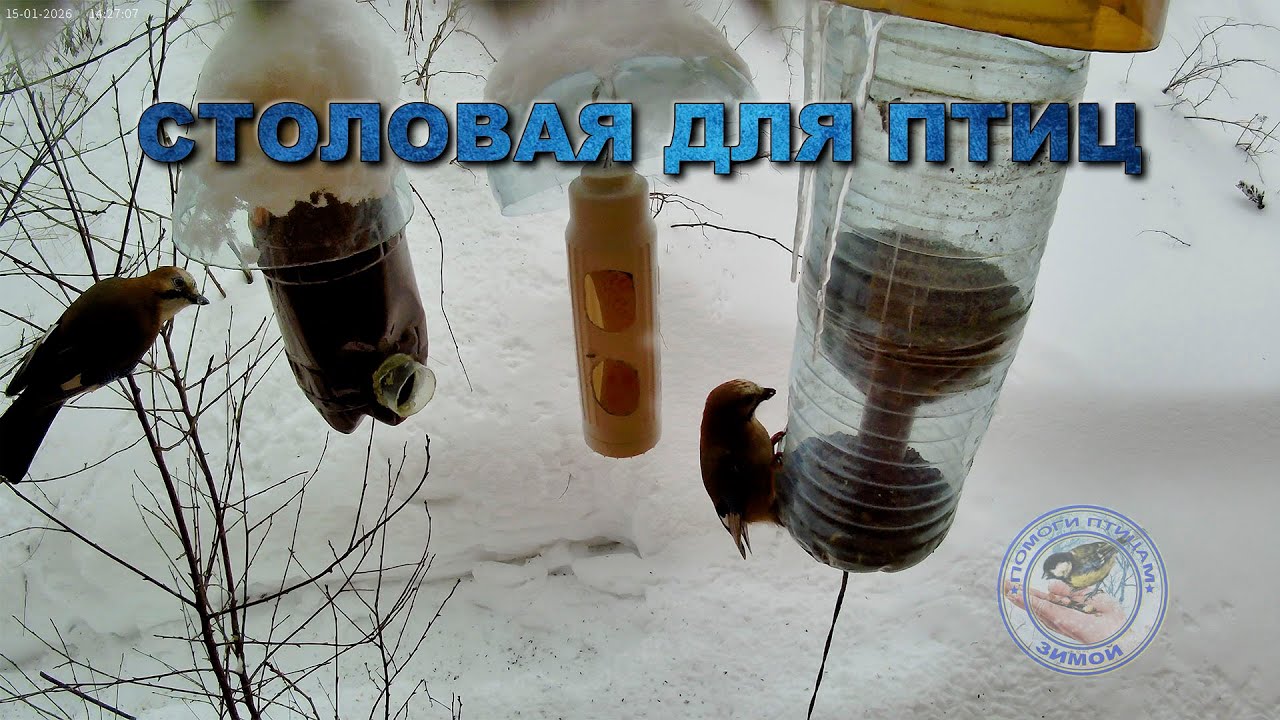 Кормушка для птиц 15 января 2026 года (13)