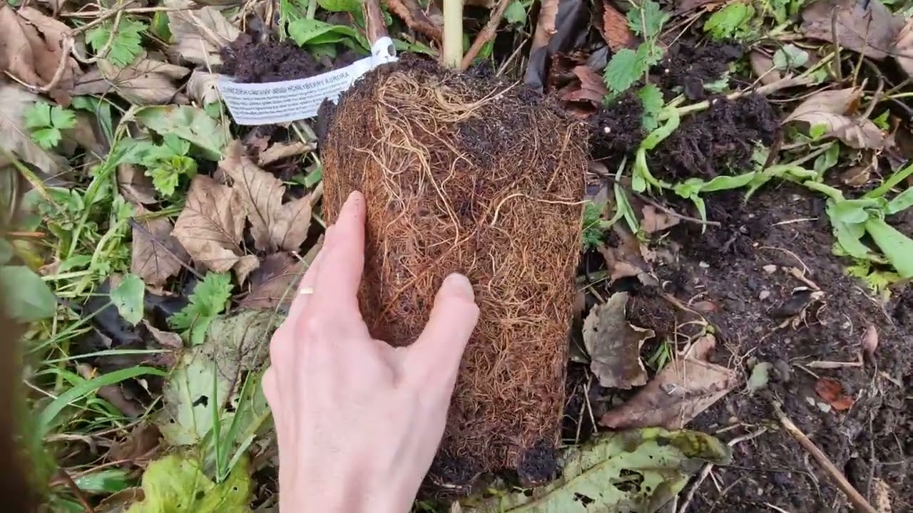 Haideți să plantăm afin siberian - un arbust minunat!