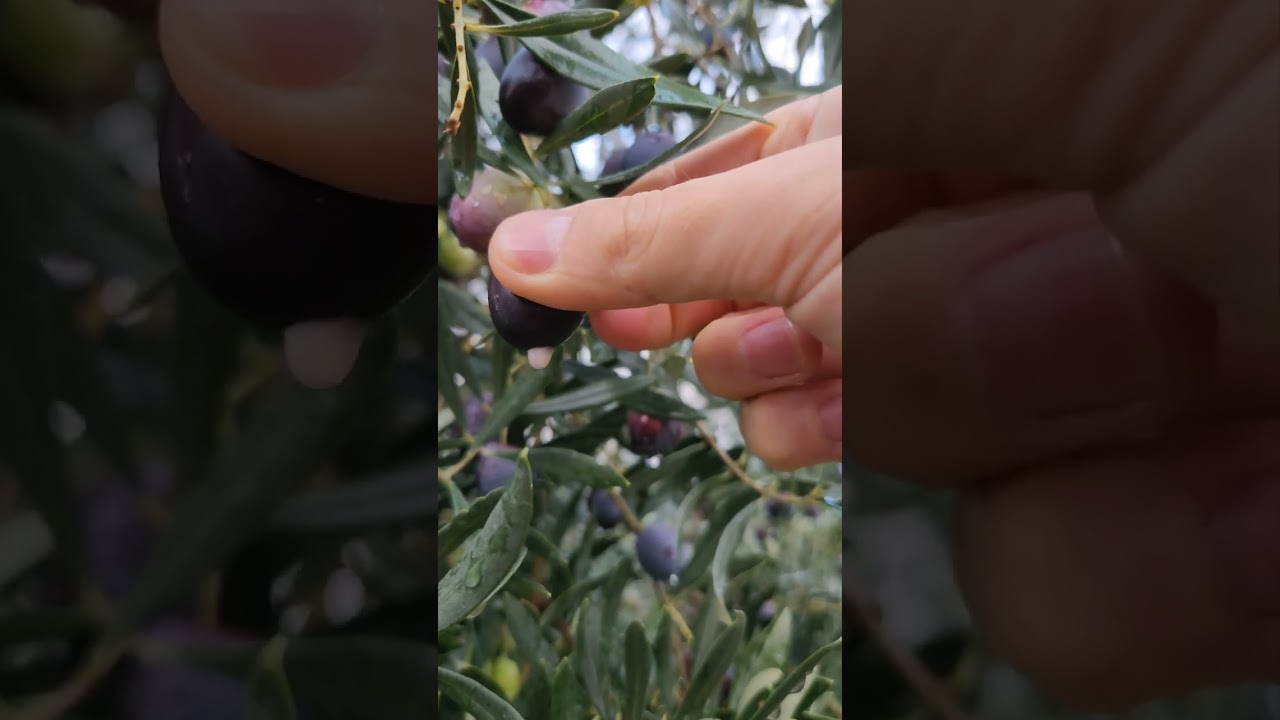 Olive Oil / Olive Oil from the tree, fresh olive oil #shorts #olive