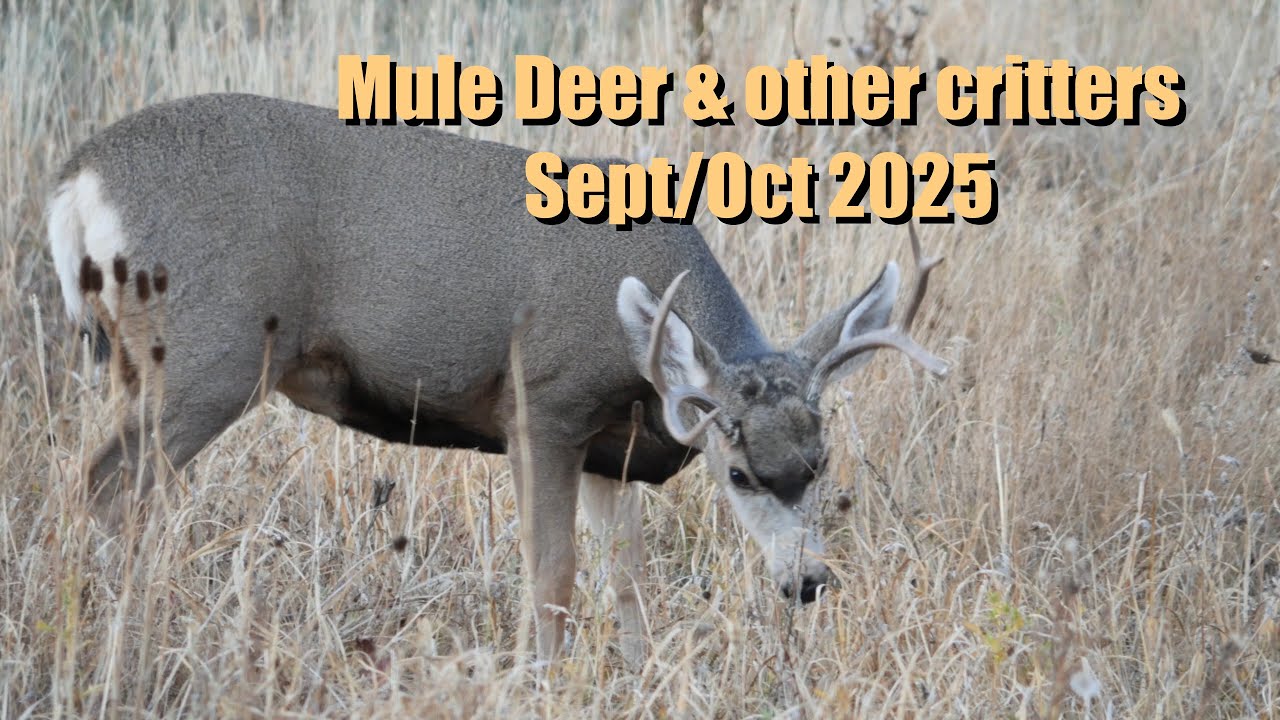 Mule Deer & Critters Sept/Oct 2025