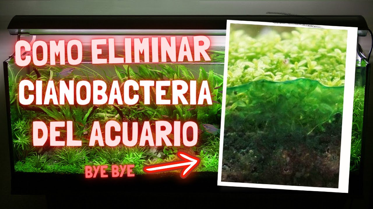Como Eliminar Cianobacteria del Acuario - Método 100% Eficaz