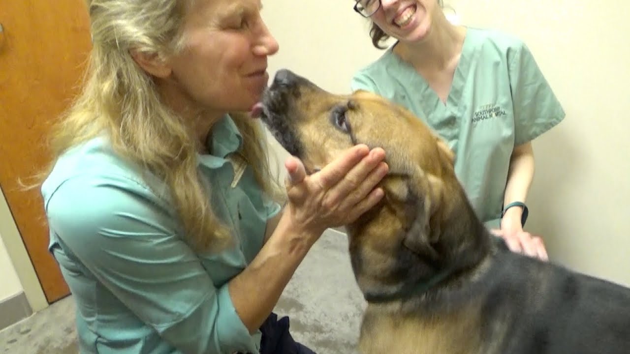 How to Brush Your Dog's Teeth | Southpoint Animal Hospital 27713