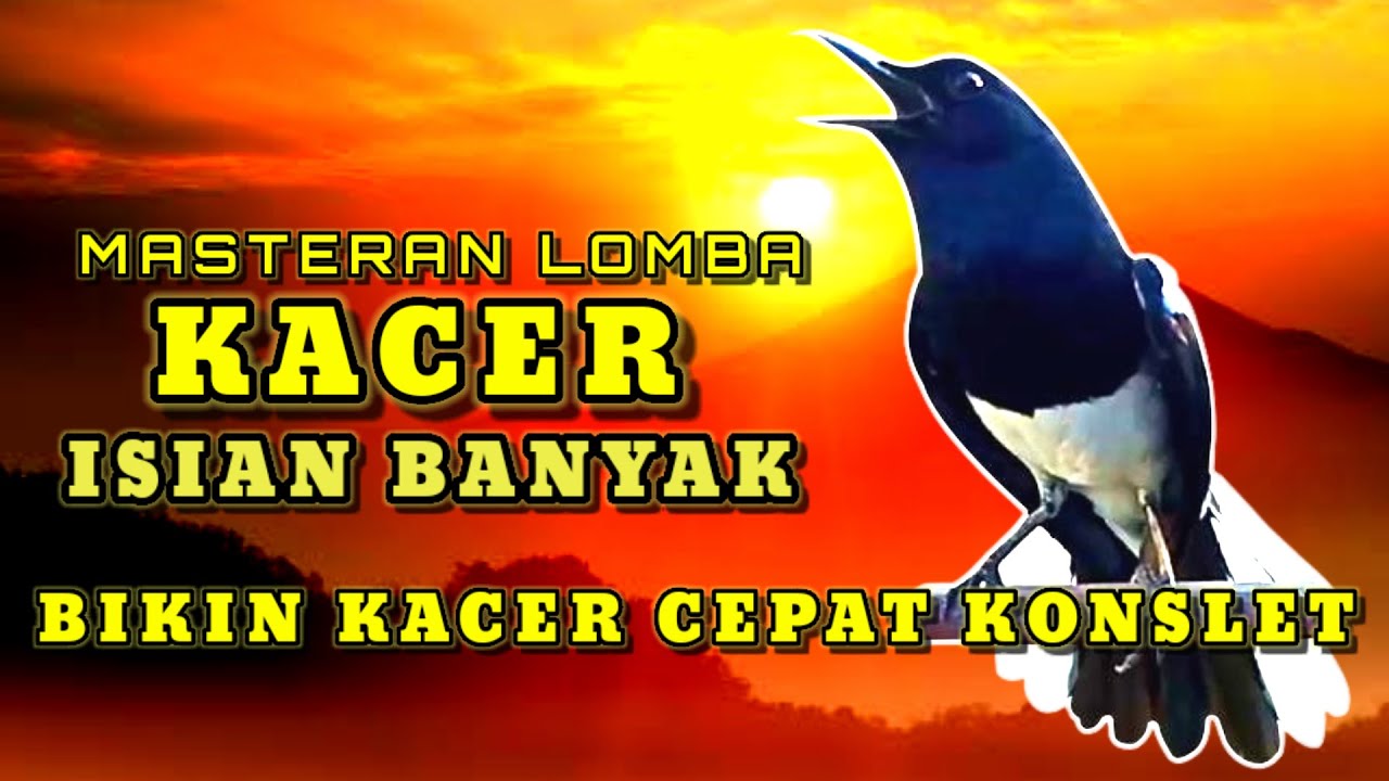 MASTERAN KACER TEMBAKAN KASAR