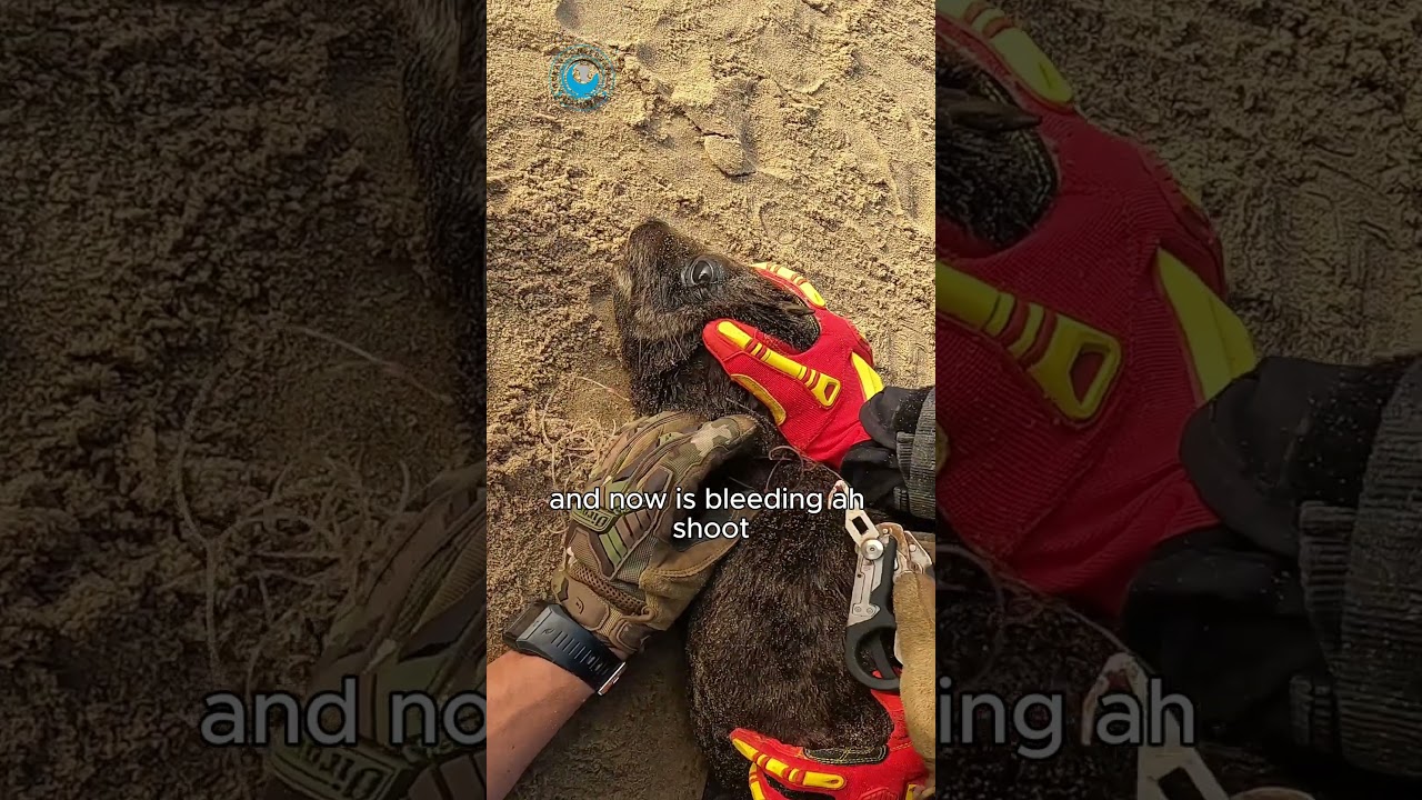 Field Surgery Rescue   Painful But Necessary #shorts