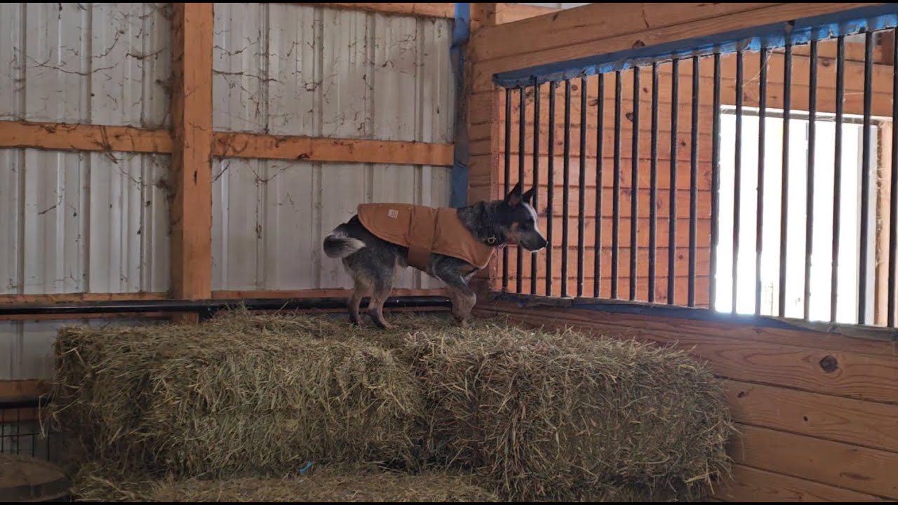 Surviving The Deep Freeze on the Farm