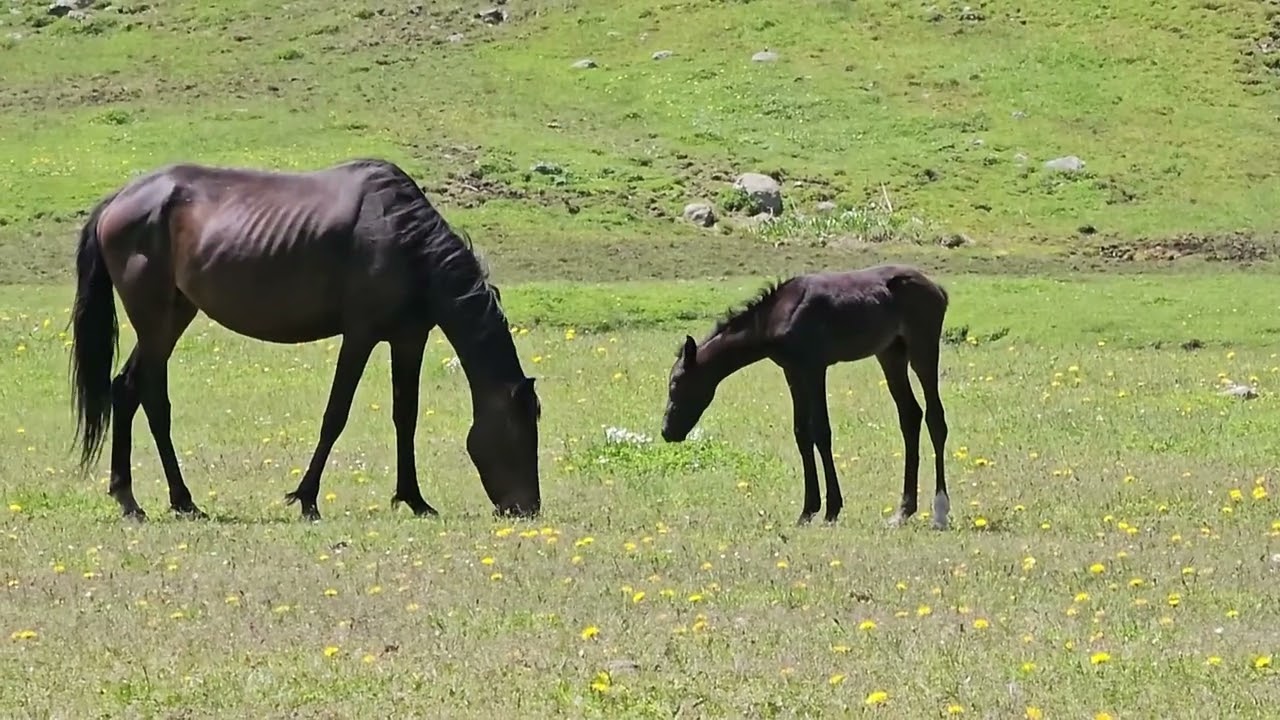 2025 0606 AltynArashan 03