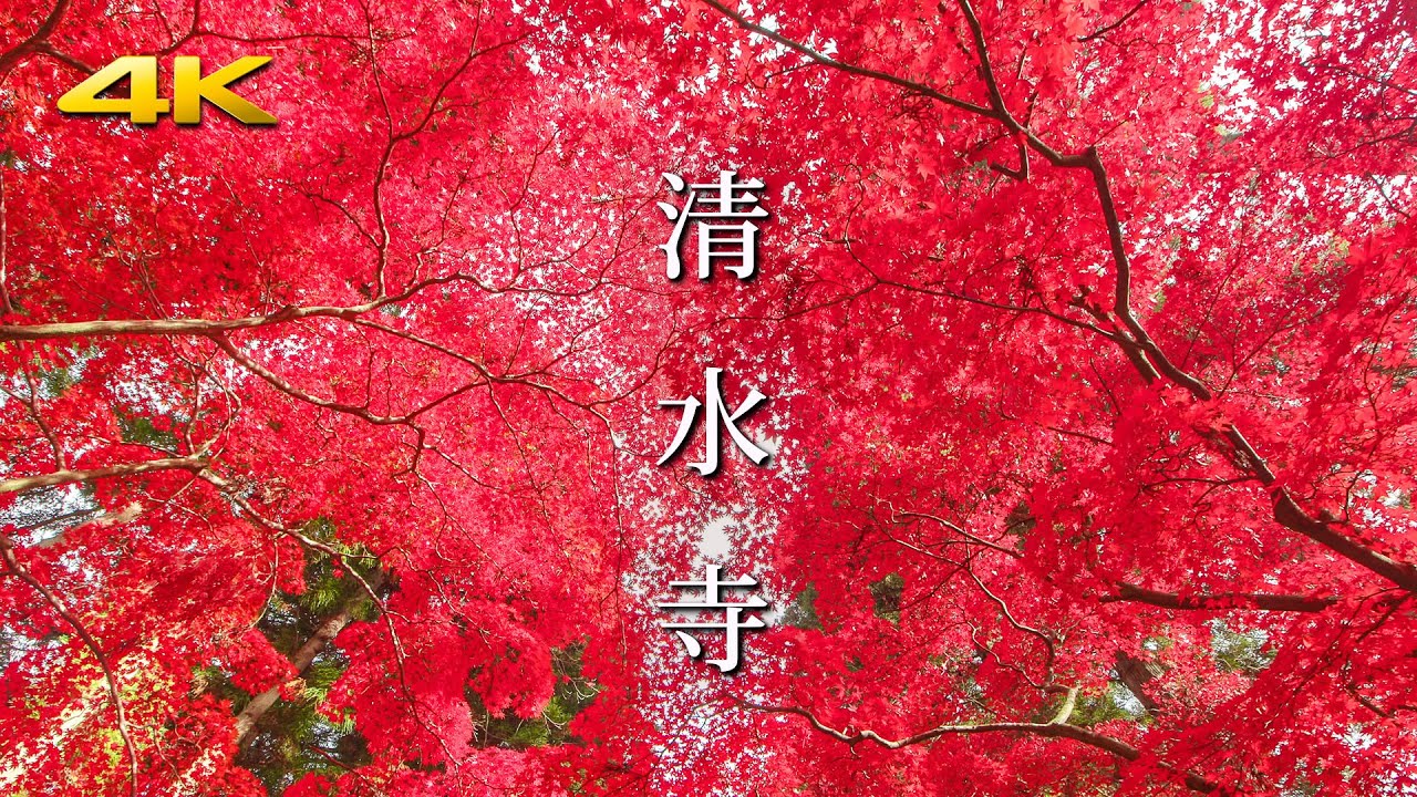 紅色に染まる晩秋の清水寺 (紅葉) - Bright red color maple trees at Seisuiji Temple - (BMPCC6K)