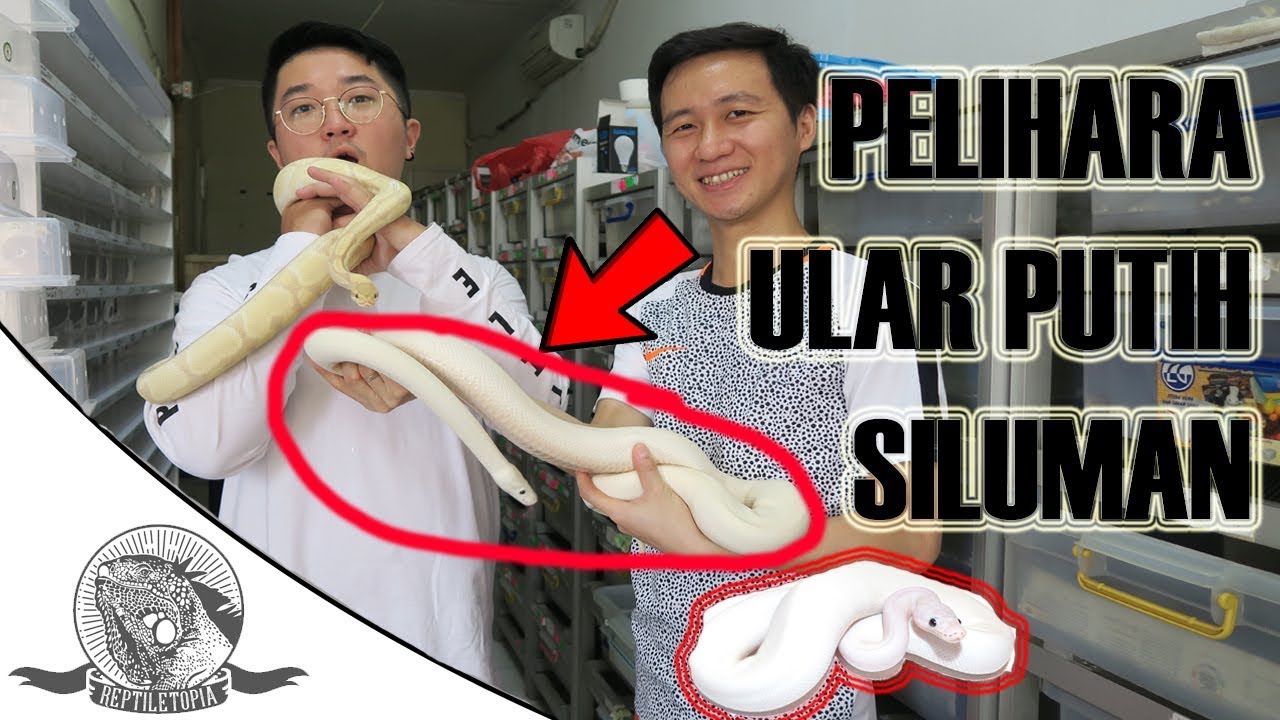 ULAR SILUMAN KOK DIPELIHARA ?