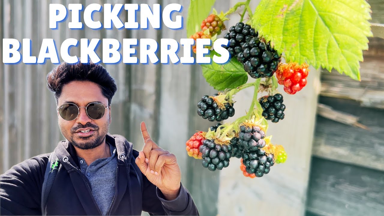 My Garden Blackberry Harvest