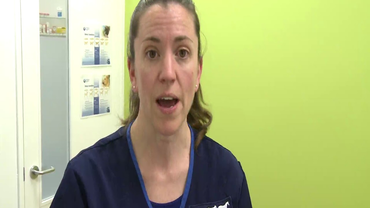 Feline Senior Health Check