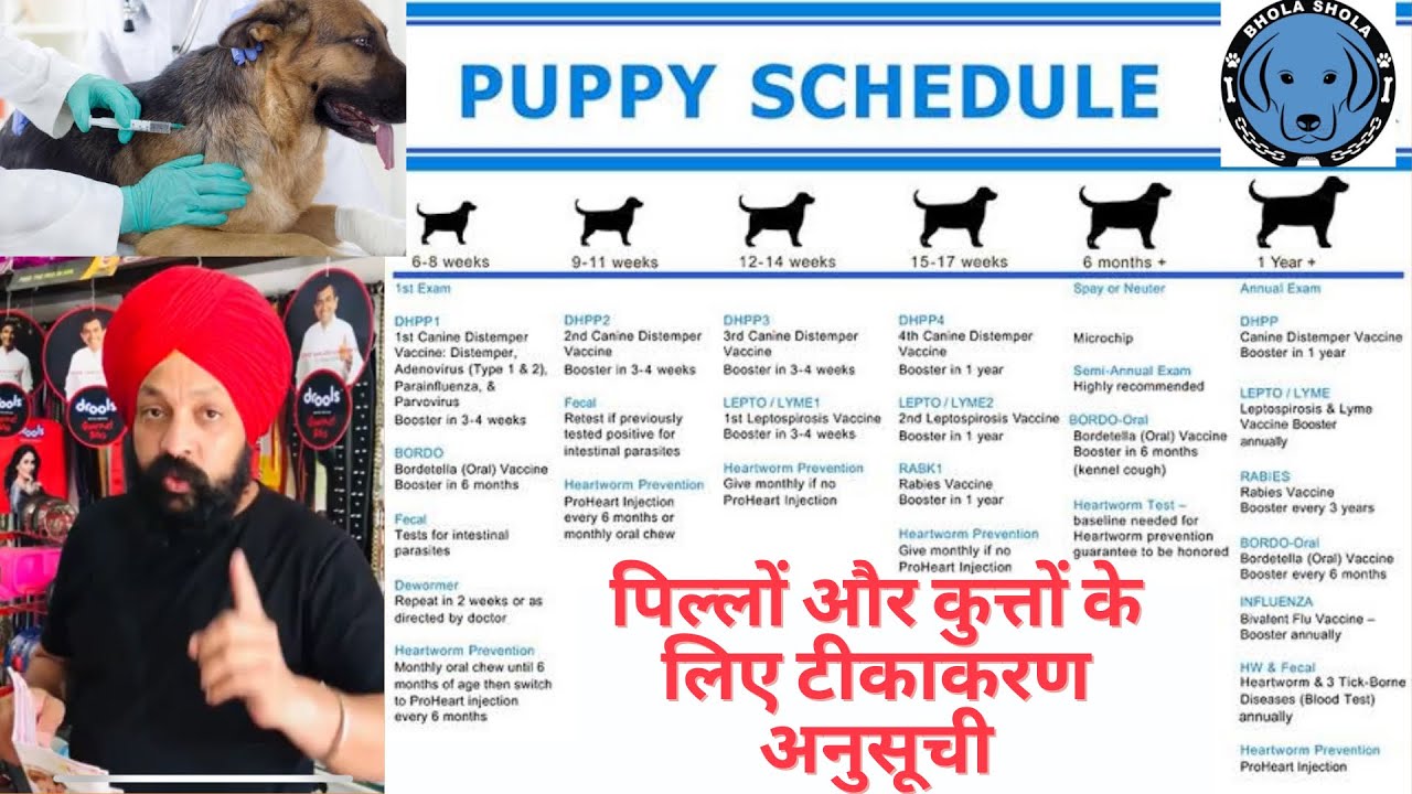 Puppy Vaccines - Everything You Must Know About Vaccinating  Schedule Your Dog. Bhola Shola.