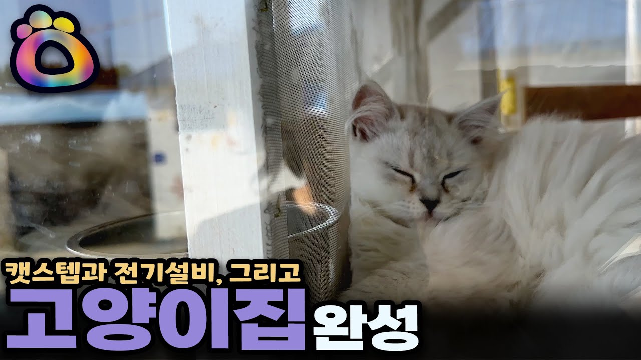 드디어 고양이들을 입주시켰습니다. | JYSO | 지소