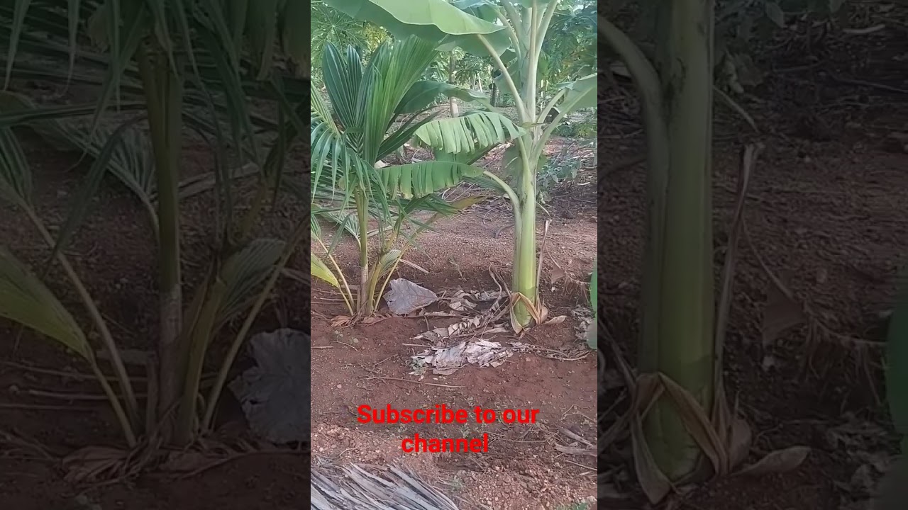 MULTI CROPPING SYSTEM IN BORDER