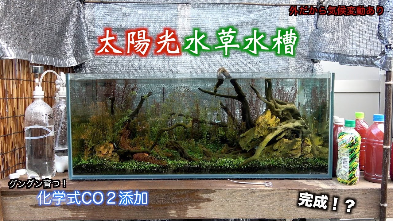 世界最強の光で水草水槽立ち上げ。ついに完成？