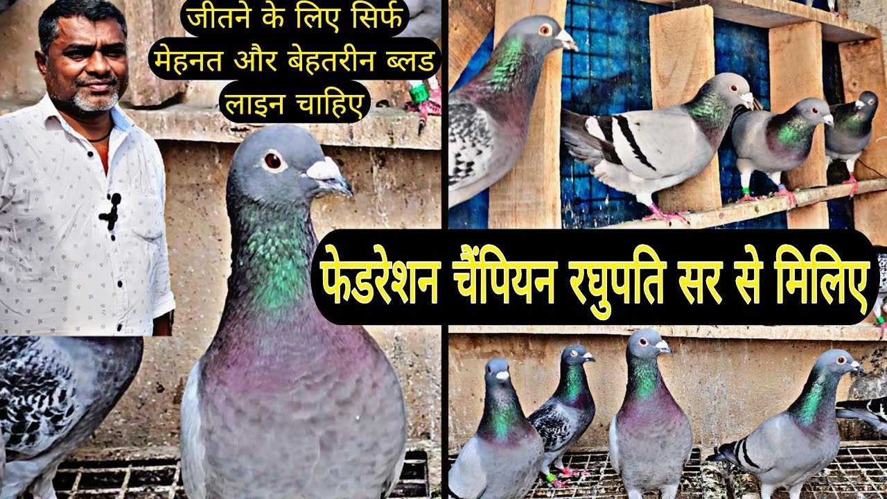 FEDERATION RACE WINNER MR RAGHUPATI AND HIS RACER PIGEONS