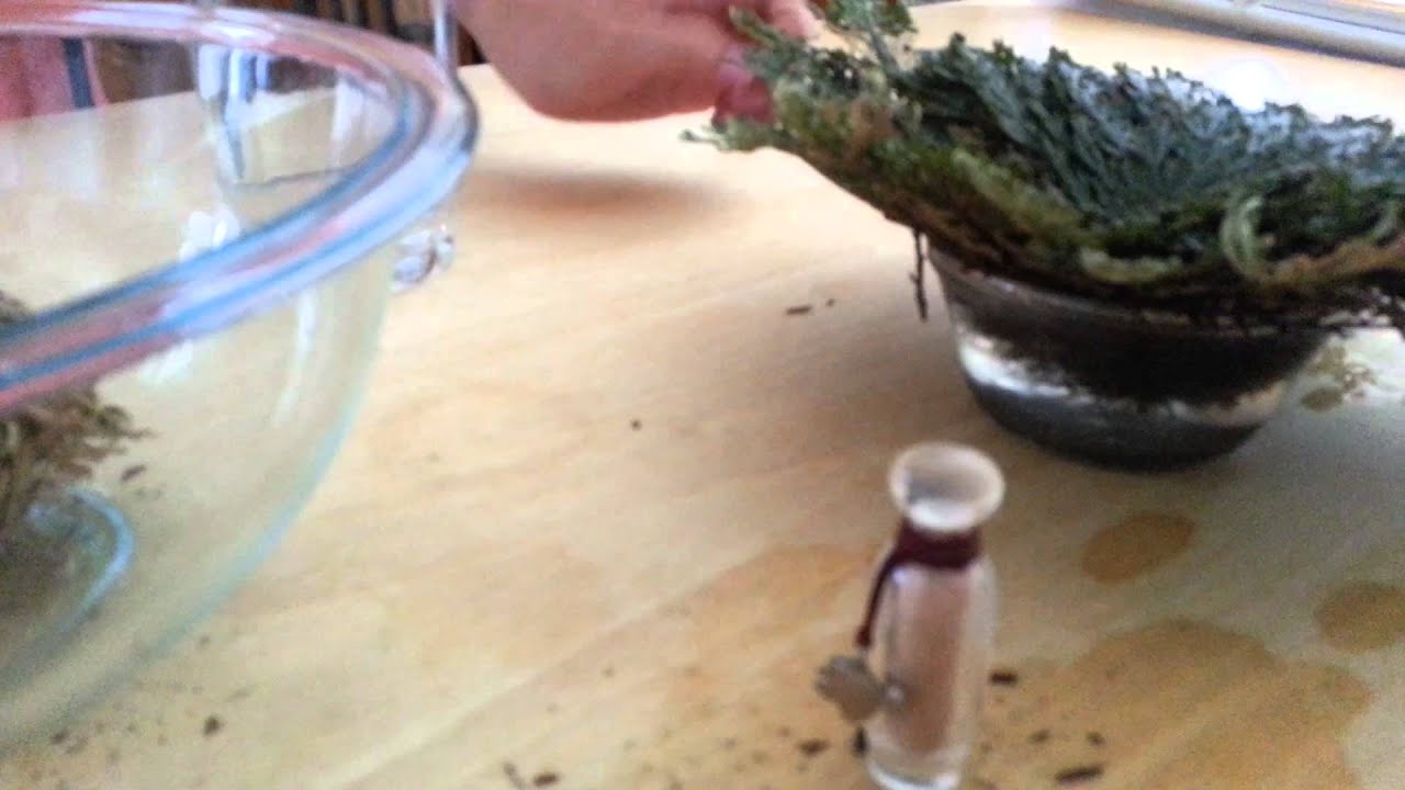 Flor de Jerico: Amuleto, Oracion, proteccion para la casa, y limpia.