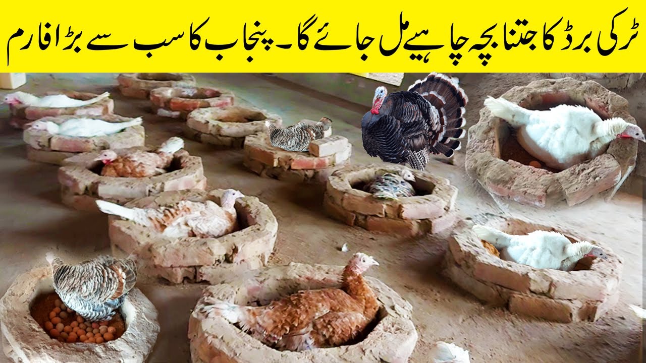 Biggest Turkey Farm in Punjab | Turkey bird farming in pakistan | Pero Turki farming | Pak Pets