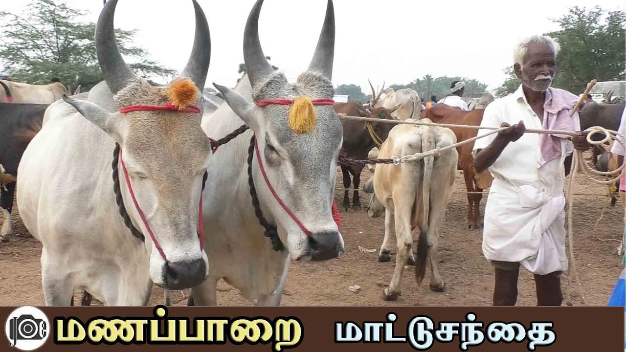 Manapparai mattu santhai | மணப்பாறை மாட்டு சந்தை