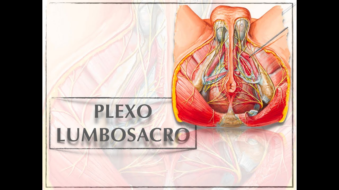 PLEXO LUMBOSACRO