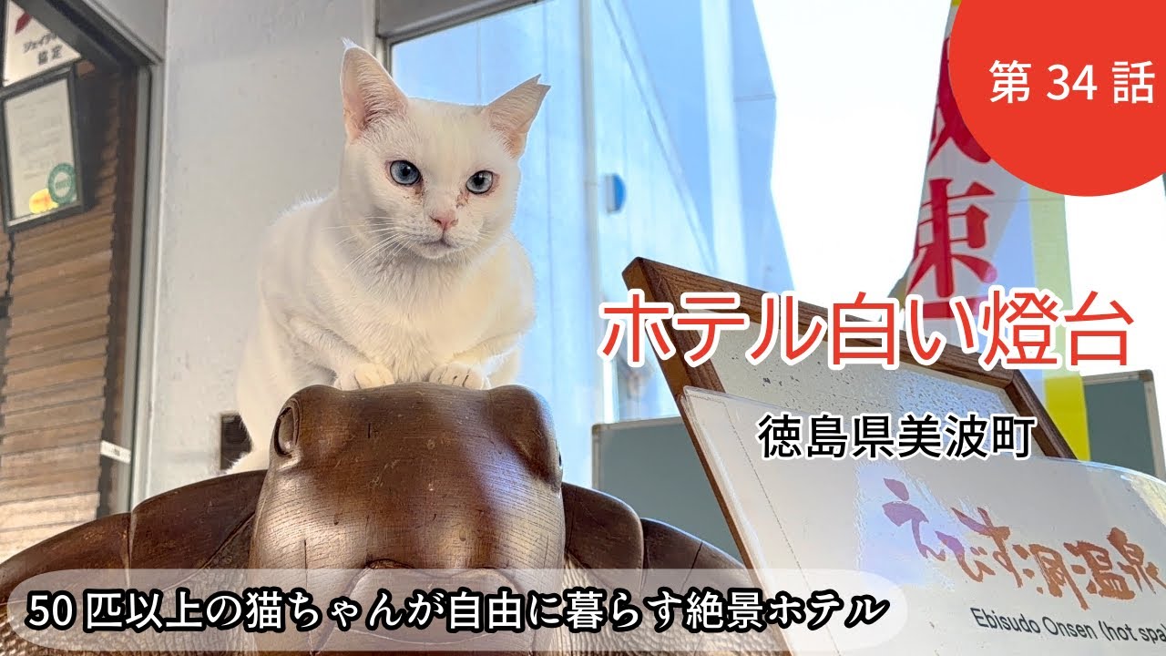 【ホテル白い燈台】34話　子猫達の旅立ち/海岸の猫達の捕獲作戦!力強い味方同志が助けに来てくれましたスペイ大作戦/徳島美波町/看板猫がいるホテルボランティア旅