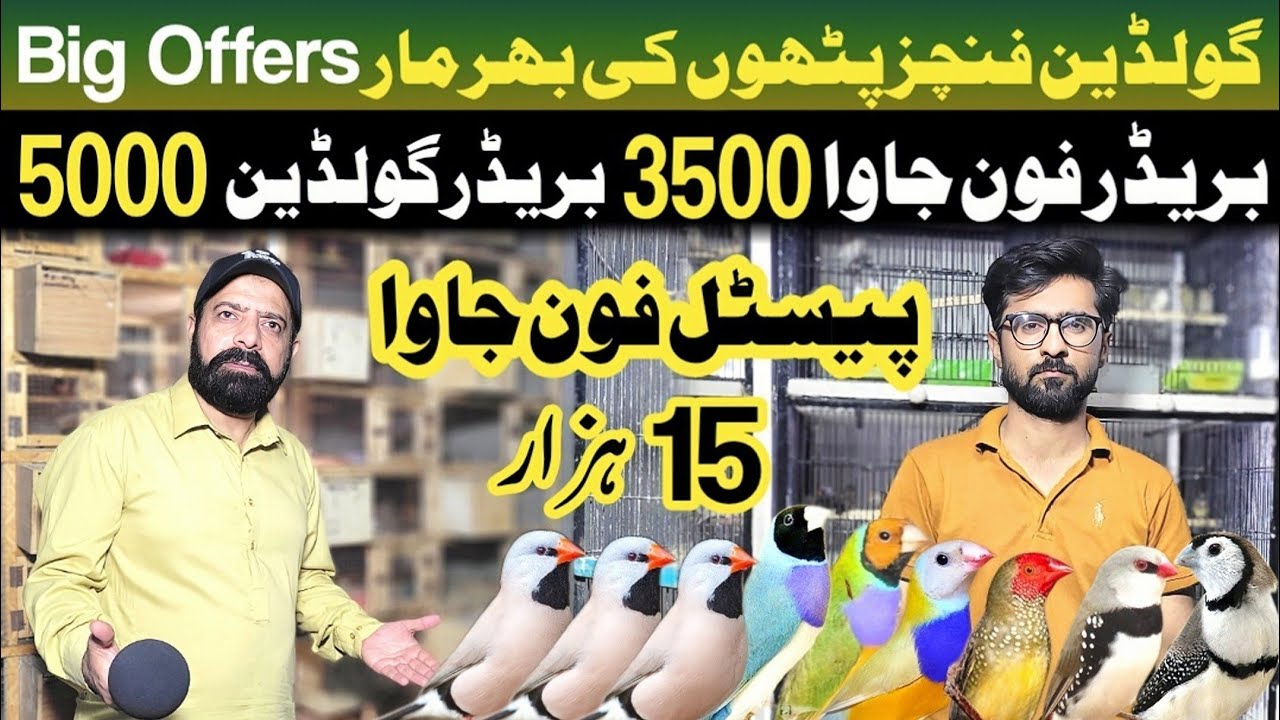 Fawn java k breeder pairs | exotic finches breeding setup