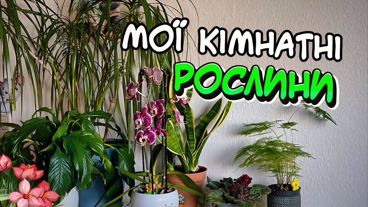 Огляд КІМНАТНИХ рослин🪴 Весна 2025