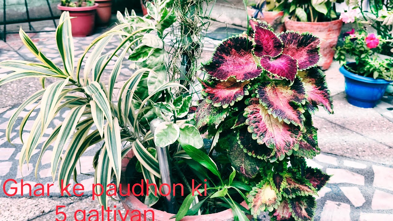 NAVITA HOME GARDEN is live! Ghar ke paudhon ki panch galtiyan