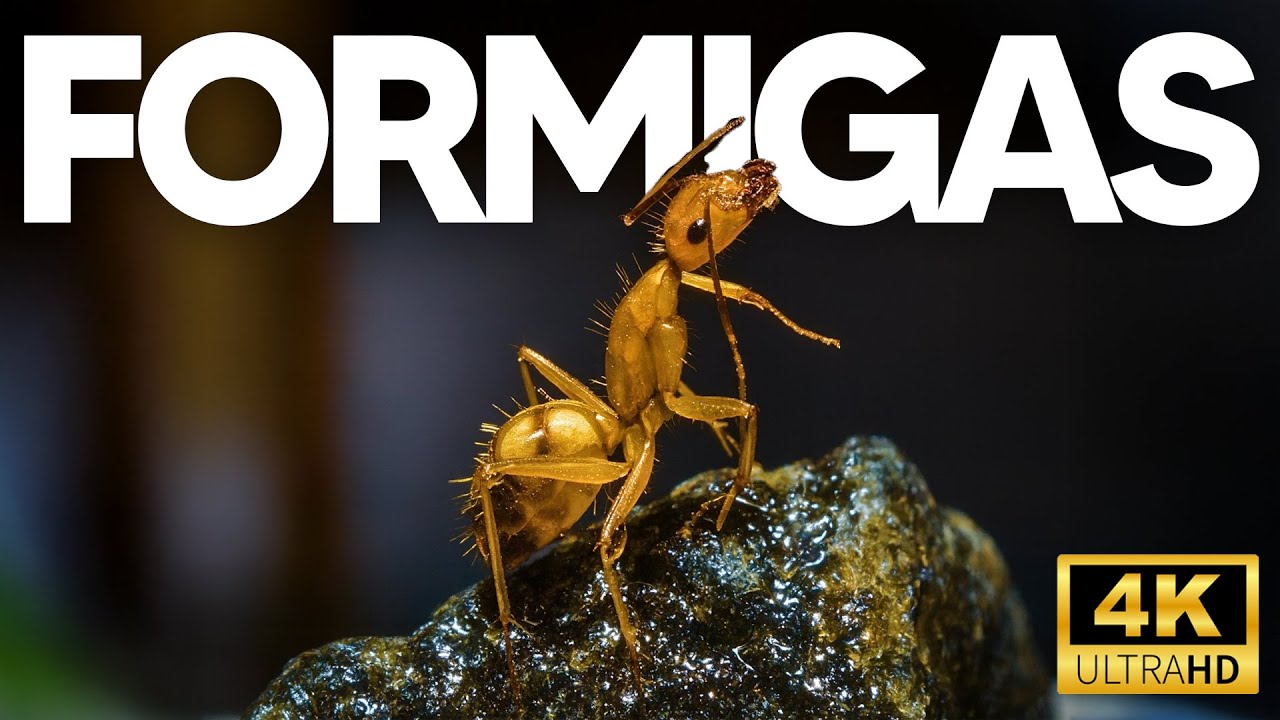IMP&Eacute;RIO DAS FORMIGAS | O Segredo da Vida Social das Formigas - Document&aacute;rio