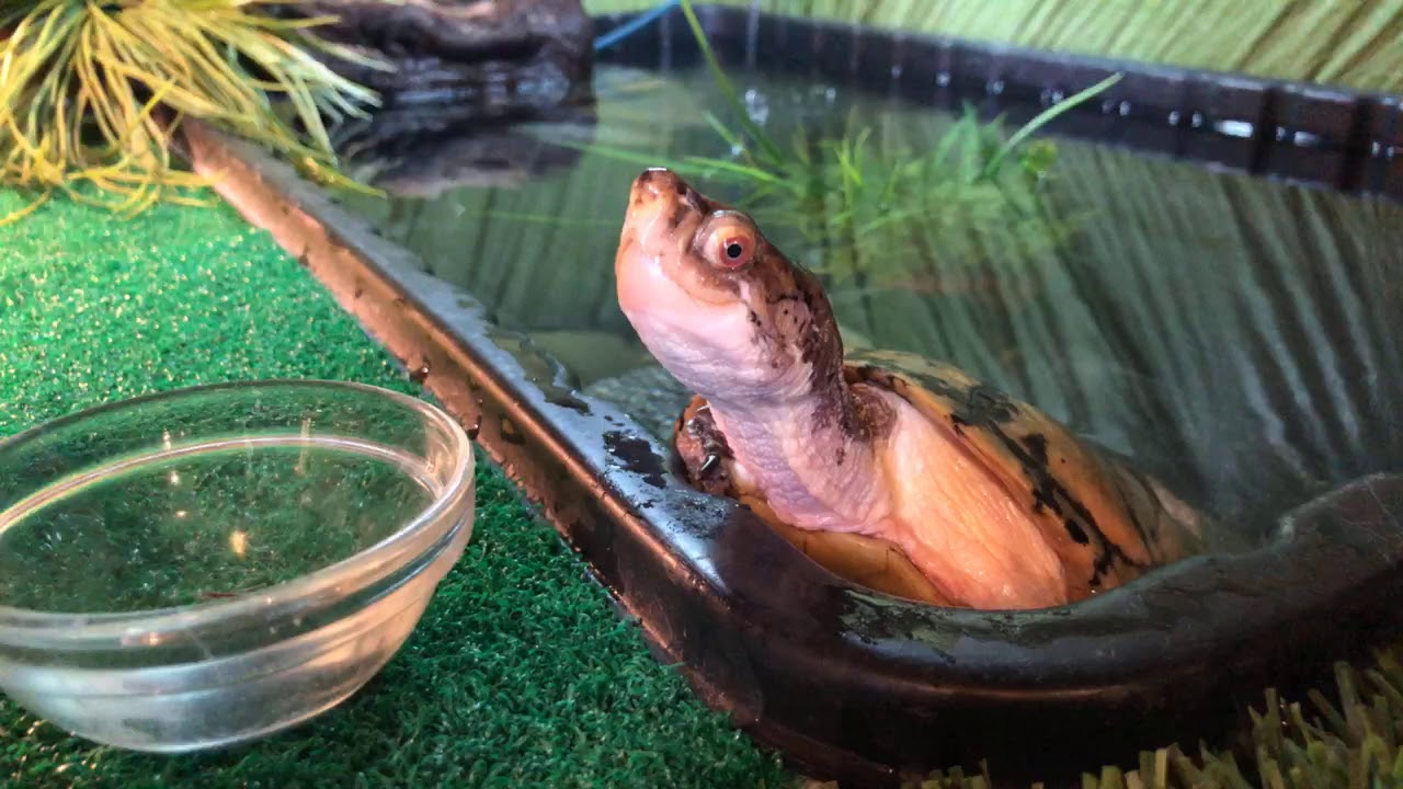 She's Small But Mighty! Meet Marla the Western Pond Turtle