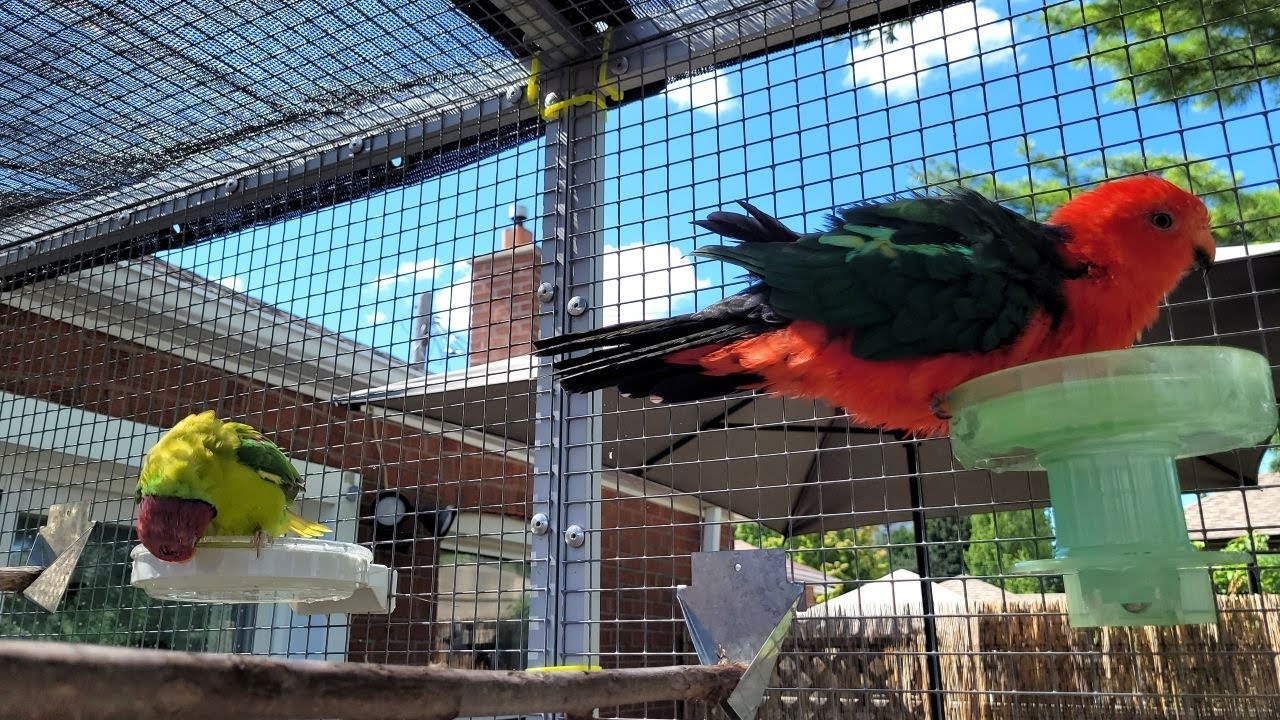 Plum-Headed Parakeet and Australian King Parrot Enjoying their Outdoor Aviary 