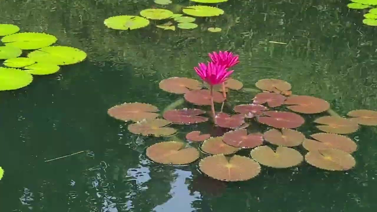 Walking tour of Botanic Gardens, Singapore ( 6 / 11 )