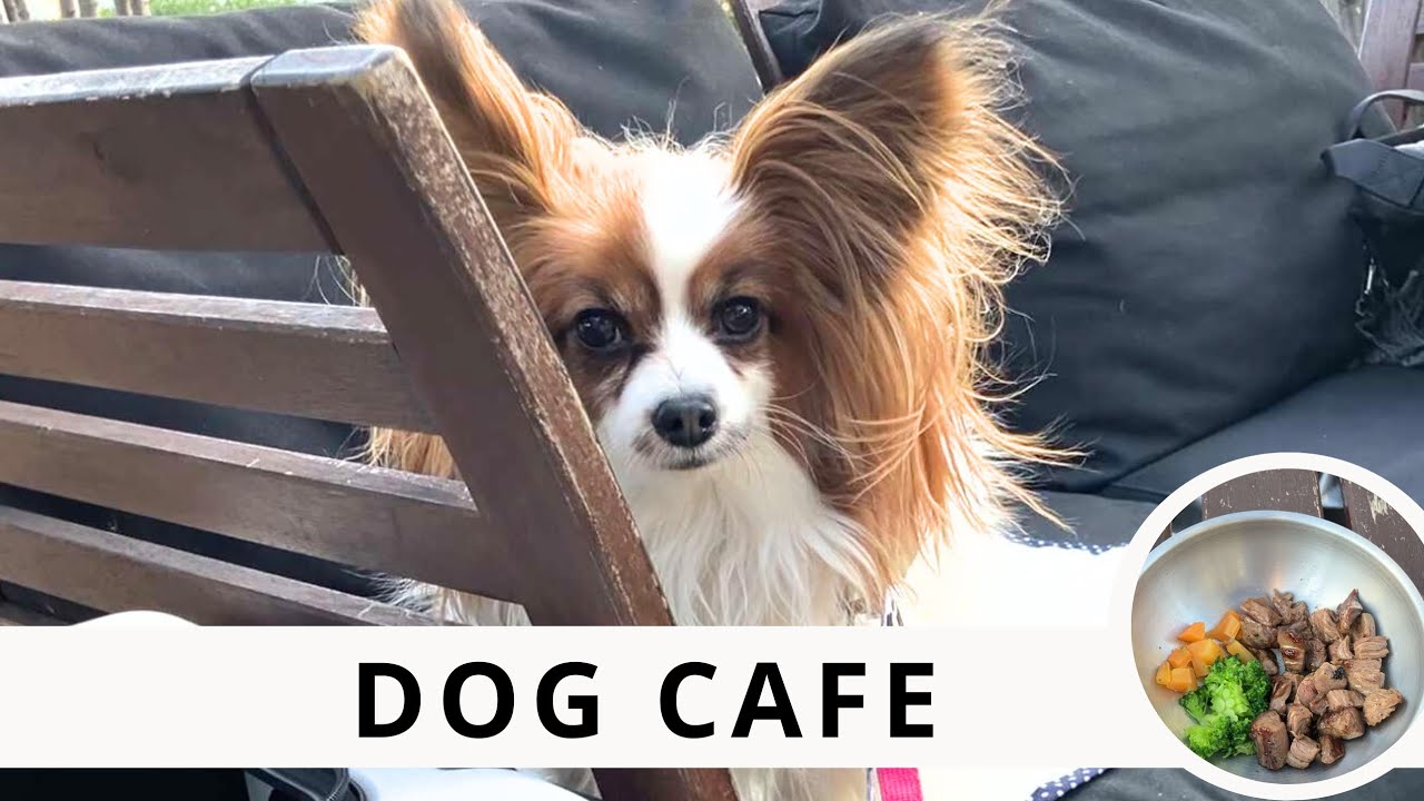ステーキだけ食べたい愛犬VS野菜を食べさせたい人間のランチが楽しかった♡
