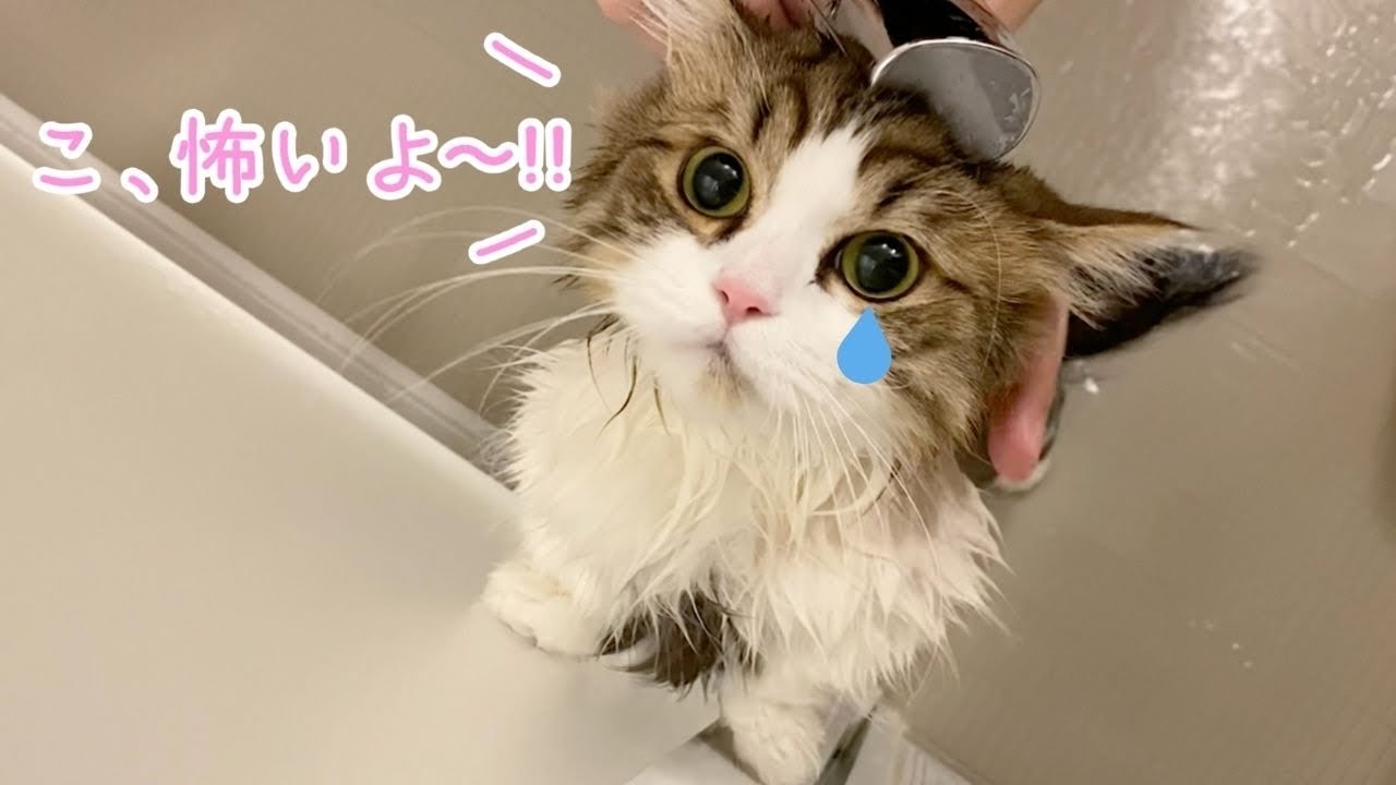 引っ越しして初のお風呂が怖すぎて鳴いて助けを求めてくる猫！