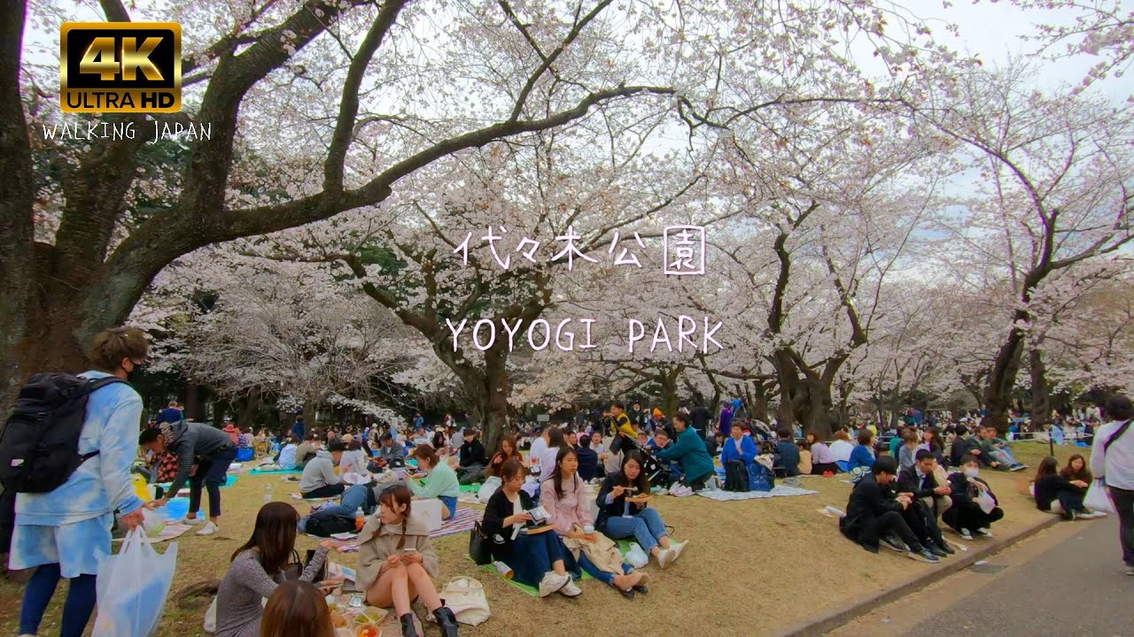 東京お花見 渋谷 代々木公園の桜2023 Japan walk Cherry blossom viewing in Tokyo
