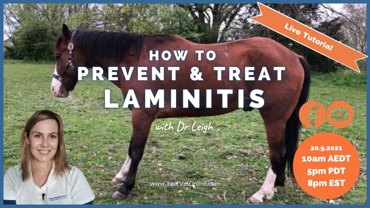 How To Prevent & Treat Laminitis In Horses | Live Tutorial | Your Vet Online